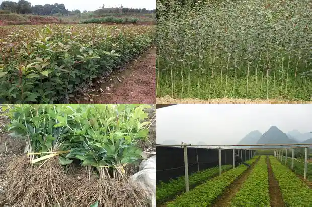 蒸桂花鱼一般要蒸多久时间?1682044435757