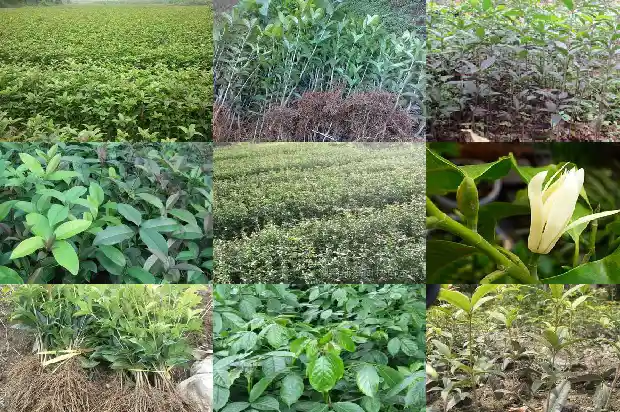 蒸桂花鱼需要多长时间1682044463465