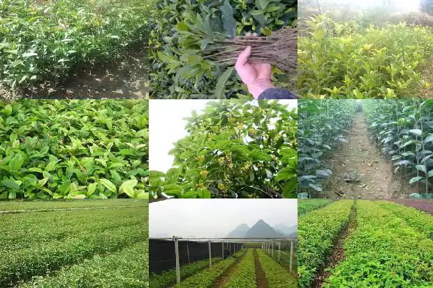 桂花鱼怎么养殖方法和注意事项1682044494888