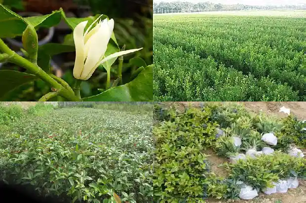 桂花鱼吃什么饲料1682044581134