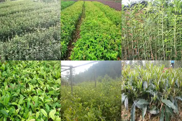 桂花鱼的嘌呤含量是多少1682044606900