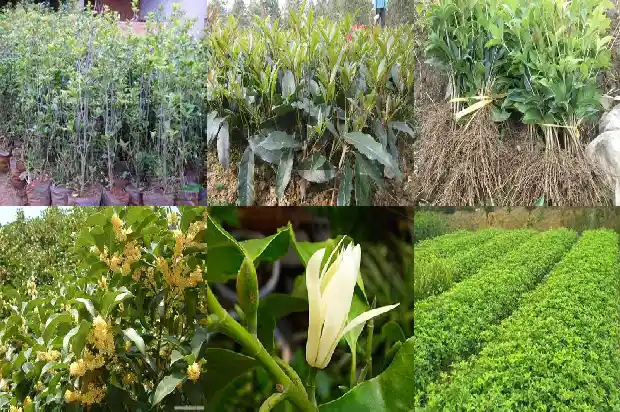 洱海桂花鱼是什么鱼1682044634406