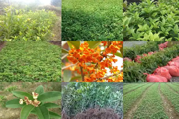 洱海桂花鱼是什么鱼1682044634502