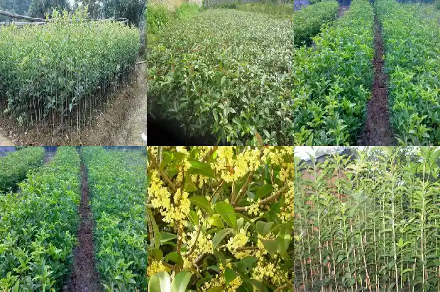 桂花鱼的市场价格1682044755454