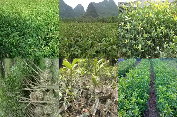 桂花鱼的市场价格1682044755549