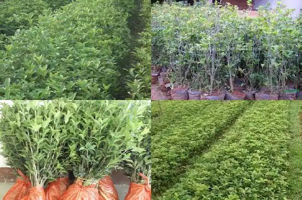 广东桂花鱼最新价格1682044818621