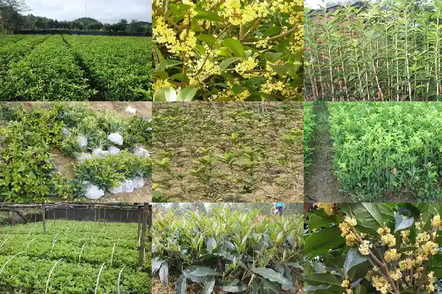 广东桂花鱼最新价格1682044818669