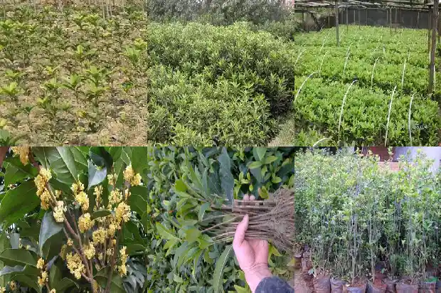 孕妇可以吃桂花鱼吗?1682044853063