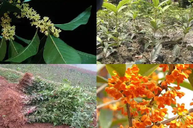 孕妇可以吃桂花鱼吗?1682044853205