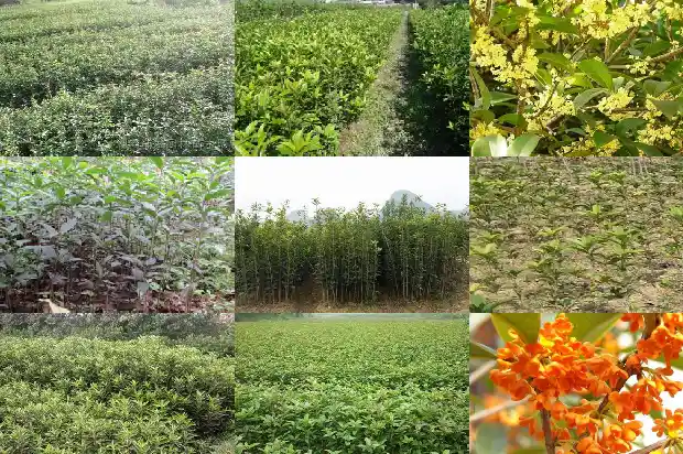 桂花鱼出塘价格1682044886934