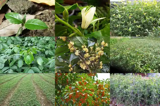 桂花鱼出塘价格1682044887029