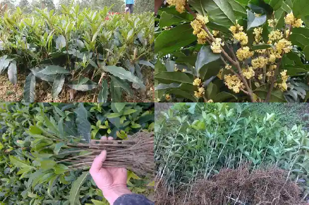 桂花泡水喝有什么功效作用禁忌1689313353513