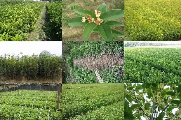 桂花鱼原产地1682044918490