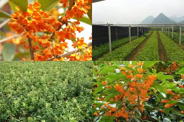 桂花鱼原产地1682044918538
