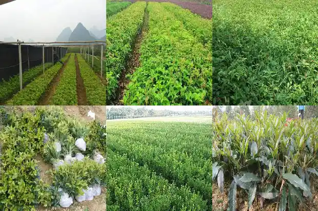 桂花鱼为什么这么贵呢1682044944023