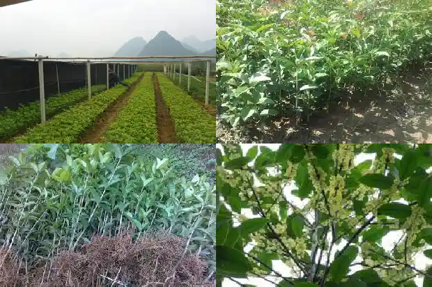 桂花鱼为什么这么贵呢1682044944070