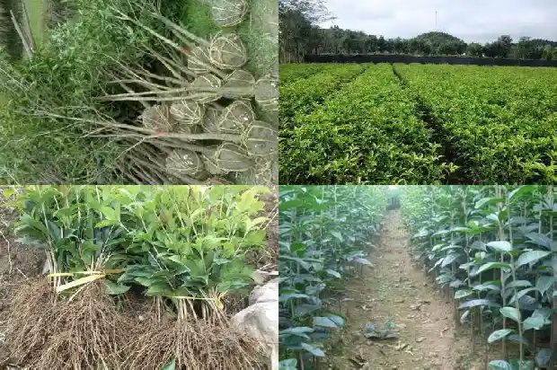 桂花鱼和黄花鱼哪个贵1682045002241