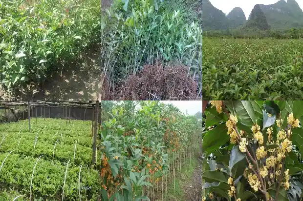 桂花鱼和黄花鱼哪个贵1682045002335