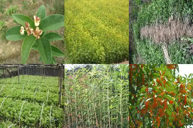 桂花鱼和黄花鱼哪个贵1682045002383