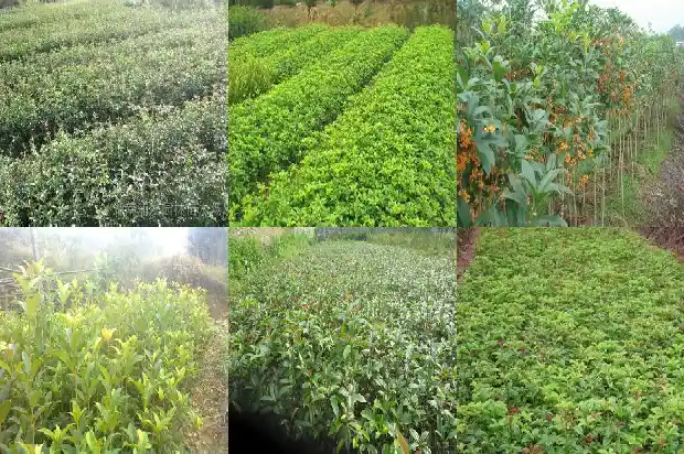 桂花鱼有刺多吗1682045034661