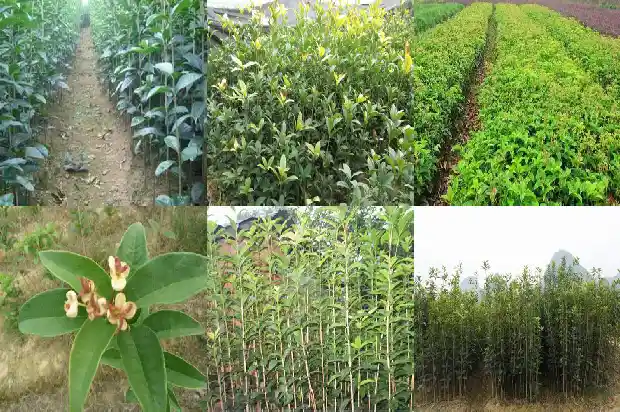 桂花鱼有刺多吗1682045034709