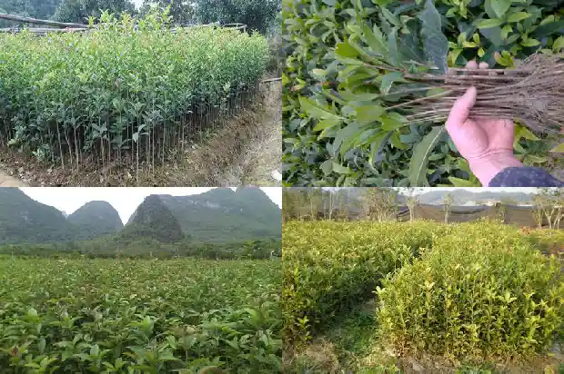桂花鱼有没有小刺1682045064967