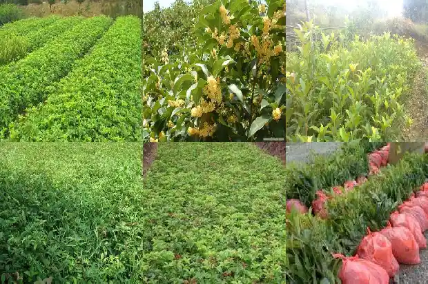 桂花鱼有没有小刺1682045065014