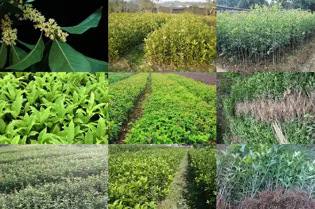 桂花一年会开两次吗为什么不开花1688861468776