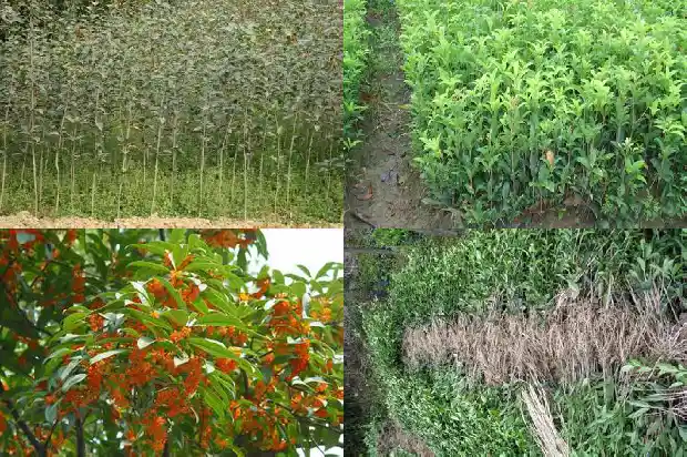 桂花性质是寒还是热1682045161882