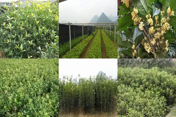 桂花性质是寒还是热1682045161930