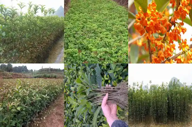 桂花茶和什么搭配好?简述桂花茶的4种适宜搭配1682045225709