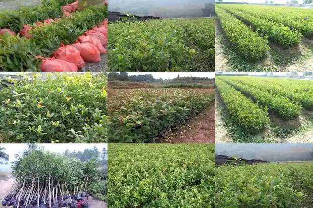桂花茶和什么搭配好?简述桂花茶的4种适宜搭配1682045225757