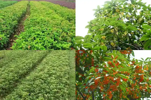 桂花茶和什么搭配好?简述桂花茶的4种适宜搭配1682045225804