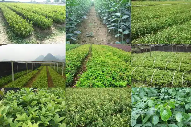 桂花茶和什么搭配好?简述桂花茶的4种适宜搭配1682045225850