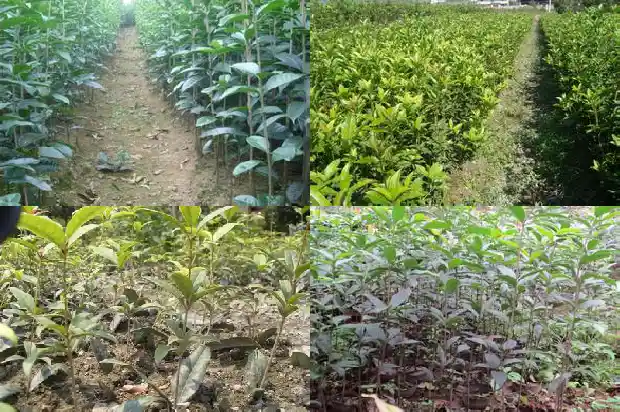 桂花茶和什么搭配好喝一点1682045257968