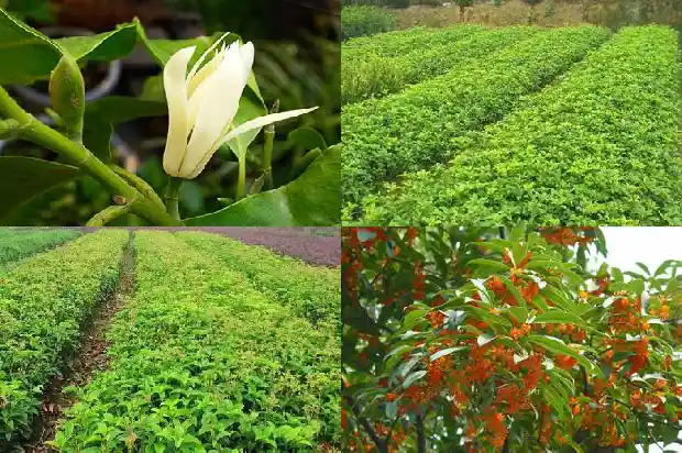 桂花茶和什么搭配最好1682045288566
