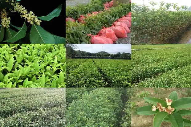 桂花茶和什么搭配最好1682045288614
