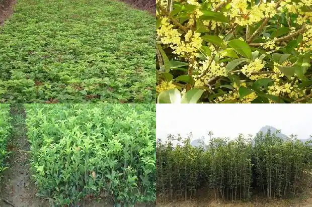 桂花一亩种植多少棵1690591464910