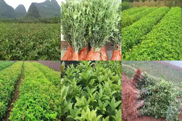 桂花茶和菊花茶可以一起喝吗1682045352446
