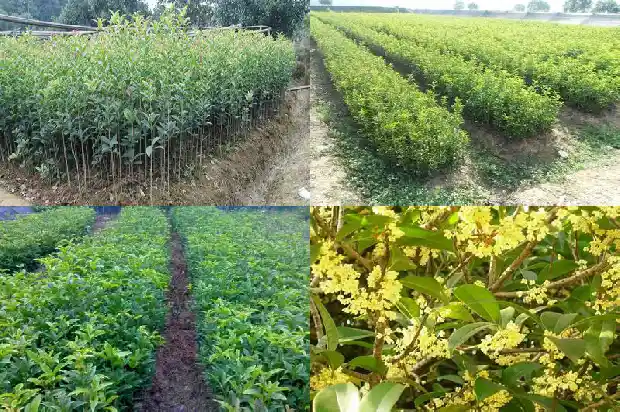 桂花茶和菊花茶可以一起喝吗1682045352494