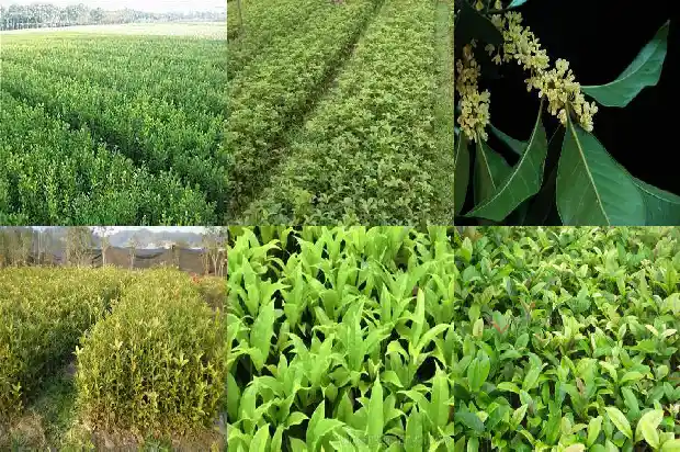 桂花茶和菊花茶可以一起喝吗1682045352542