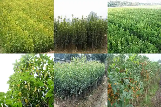 桂花茶和菊花茶可以一起喝吗1682045352590