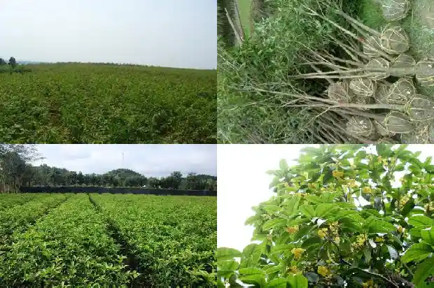 桂花的功效与作用茶1682045377738