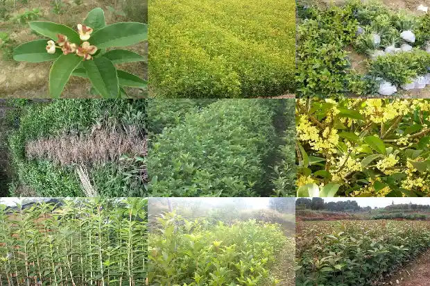 桂花的功效与作用茶1682045377785