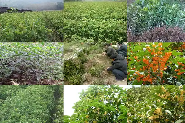 桂花的功效与作用茶1682045377833