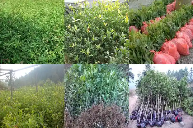 红茶桂花泡水喝的功效1682045436764