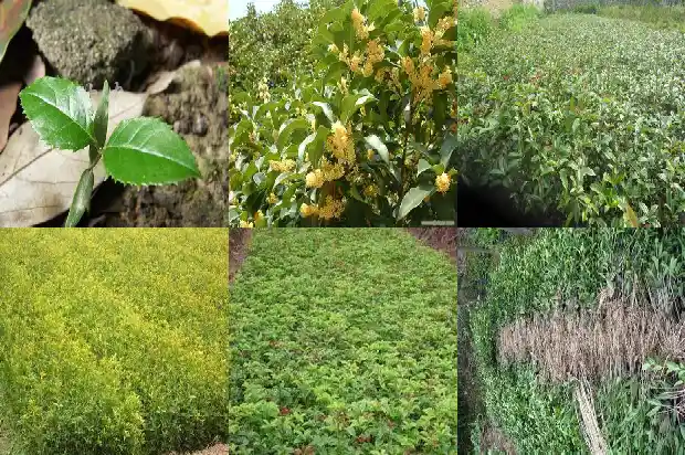 红茶桂花泡水喝的功效1682045436812