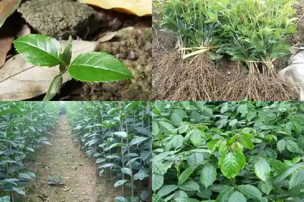 4公分桂花树几年才能开花1690072469633