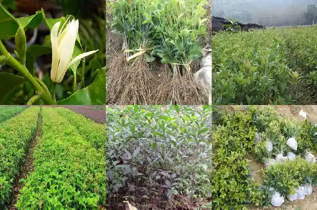 桂花茶叶有什么功效和作用禁忌1682045533443
