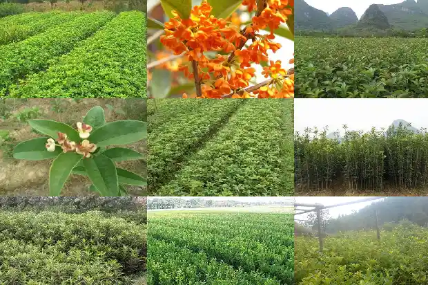 桂花茶叶有什么功效和作用禁忌1682045533491